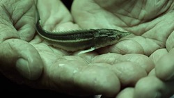 В Астраханской области запускают инновационное производство осетровых