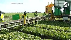 Астраханские агропредприятия наращивают производство