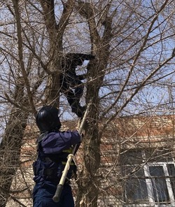 Астраханские спасатели защитили детей от ворон