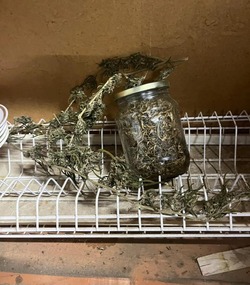 Ранее судимого астраханца задержали за хранение конопли