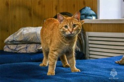 Рыжая кошка Муся стала талисманом волгоградских пожарных