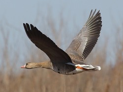 В Астраханской области охотники подстрелили ростовского гуся