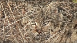 В Астраханской области запечатлели прогулку дикого кота