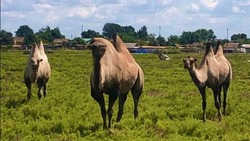 По астраханскому селу разгуливает стадо верблюдов