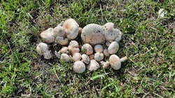 После затяжных дождей астраханцы вышли за грибами
