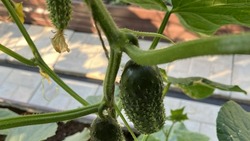 Как добиться обильного урожая огурцов в жару