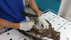 Саратовские ветеринары спасли орлёнка