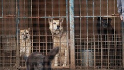 В Госдуме хотят запретить выпускать собак из приютов