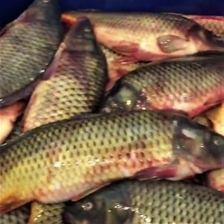 У московской предпринимательницы изъято 9 тонн немаркированной рыбы