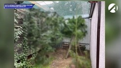 Астраханец выращивал в теплице наркосодержащие растения