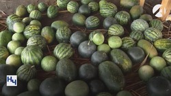 Астраханские селекционеры зарегистрировали новый сорт арбуза