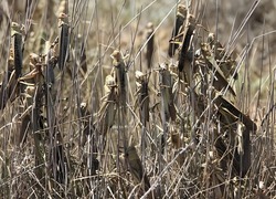 В Астраханской области борются с вредителями