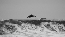 В Тасмании на берег выбросилось 200 дельфинов