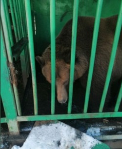 В Саратовской области нашли сбежавшего из отеля медведя