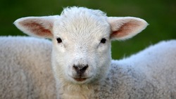 Житель Дагестана потерял более 1,5 млн рублей при покупке астраханских овец