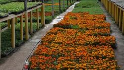 Улицы Астрахани украсят 250 тысяч цветов