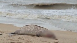 На берегу Каспийского моря обнаружили около 700 мёртвых тюленей