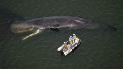 У берегов Японии умер восьмиметровый кит