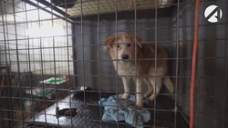 Около школ и детских садов Астрахани усилят отлов безнадзорных собак