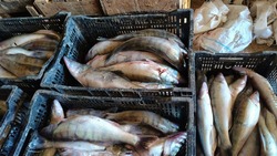 Астраханские браконьеры попались с рыбой на 3,5 млн рублей
