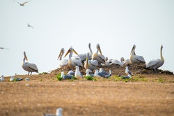 На ракушечном острове в астраханском заповеднике загнездились кудрявые пеликаны
