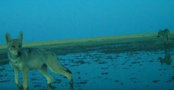 В заказнике «Степной» запечатлели волчат на водопое