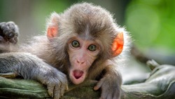 Какой риск для астраханцев представляет вспышка оспы обезьян