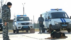 Астраханская полиция ищет хозяина служебной собаке