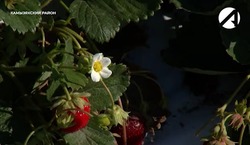 Астраханский фермер выращивает клубнику итальянских сортов