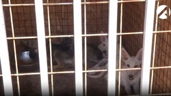 Астраханцам напомнили об ответственности за взятых из приюта животных