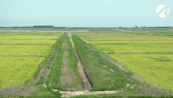 В Камызякском районе приступили к посеву риса