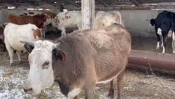 33 коровы нанесли ущерб хозяйству астраханского фермера