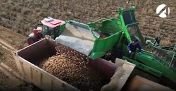 За шесть лет объём продукции АПК в Астраханской области вырос в полтора раза 