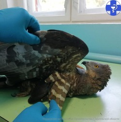 В Саратовской области ветеринары спасли редкую птицу