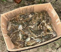 У трёх астраханцев изъяли свыше 200 незаконно добытых раков