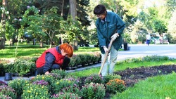 В Астрахани в Братском саду высадили 464 куста хризантем