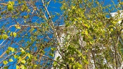 В пятницу осень порадует астраханцев ещё одним тёплым днём 