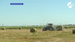 В Астраханской области планируют собрать 900 тысяч тонн сена