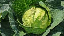 Двое астраханцев оставили пенсионерку без капусты