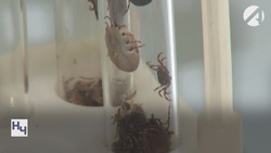 Астраханский Роспотребнадзор рассказал об увеличении количества клещей