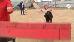В Астрахани пройдёт чемпионат по аджилити