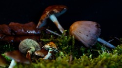 Астраханцам напоминают об опасности отравления грибами