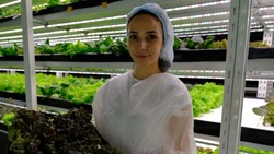 Астраханский фермер выращивает семь видов салата