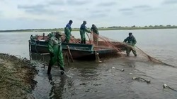 В Камызякском районе изъято более 4,5 тонны незаконно выловленной рыбы