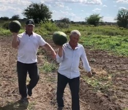 В Астраханской области выращивают порционные сорта арбузов