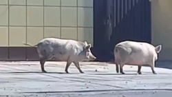 В астраханском посёлке по улицам гуляют свиньи