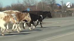 С 1 марта в Астраханской области введена обязательная маркировка скота