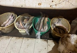 В холодильнике у астраханца нашли 39 особей нелегальной осетрины