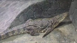 Астраханский крокодил Гена нашёл новый дом