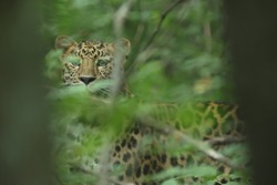 ВТБ: третьего котёнка из семьи дальневосточных леопардов назвали Фьюжн